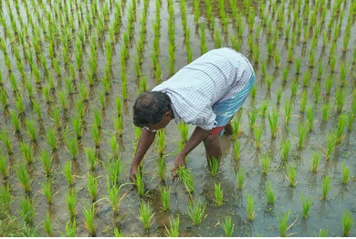 Livelihood